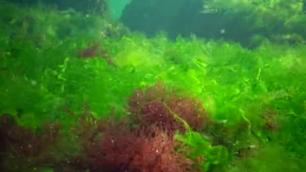 Photosynthese Meer Unterwasserlandschaft Grün Rot Und Braunalgen Auf Unterwasserfelsen Enteromorpha — Stockvideo