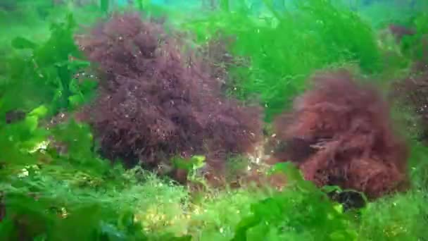 海洋中的光合作用 水下景观 水下岩石上的绿藻 红藻和褐藻 肠形体 乌尔瓦 小儿麻痹症和 敖德萨湾 — 图库视频影像