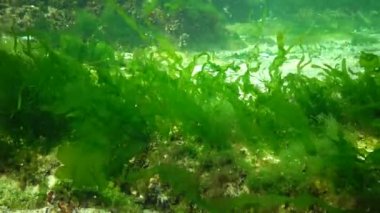 Denizde fotosentez, sualtı manzarası, Cladophora sericea. Su altı kayaları üzerinde yeşil, kırmızı ve kahverengi algler (Enteromorpha, Ulva, Seramium, Polisiphonia). Odessa Körfezi, Karadeniz
