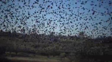 Kara sığırcık kuşu sürüsü (Sturnus vulgaris) gökyüzünde uçar ve gökyüzünde çeşitli figürler toplar.