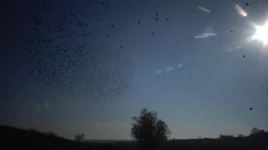 Kara sığırcık kuşu sürüsü (Sturnus vulgaris) gökyüzünde uçar ve gökyüzünde çeşitli figürler toplar.