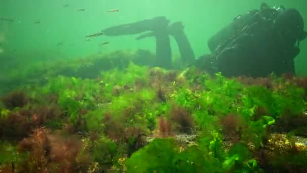 Фотосинтез Море Подводный Пейзаж Зеленые Красные Коричневые Водоросли Подводных Скалах — стоковое видео