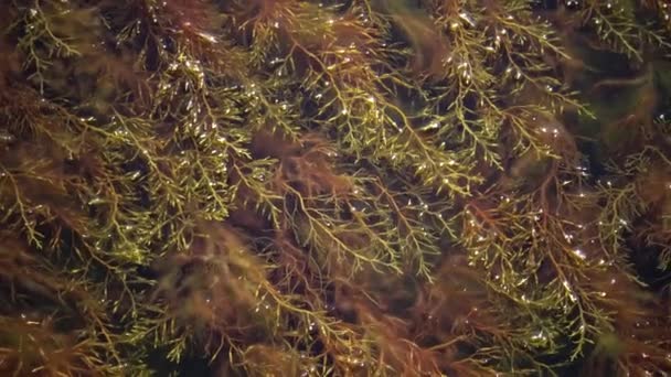 Thickets Sea Algae Cystoseira Barbata Coastal Zone Tiligulskiy Liman Estuário — Vídeo de Stock