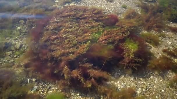 Thickets Sea Algae Cystoseira Barbata Coastal Zone Tiligulskiy Liman Estuário — Vídeo de Stock
