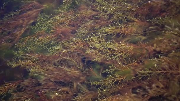Thickets Alghe Marine Cystoseira Barbata Nella Zona Costiera Del Liman — Video Stock