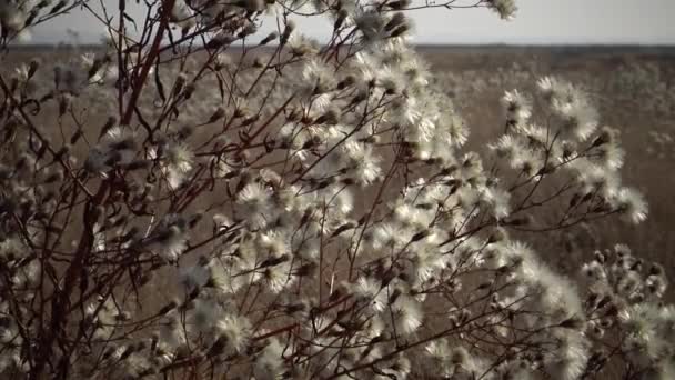 秋には 乾燥した川の谷であるティリグルスキー河口では 多くの薬用植物が成長し トランスシナリオ植物Tripolium Panonicumのふわふわの果物が成長します ウクライナの自然 — ストック動画