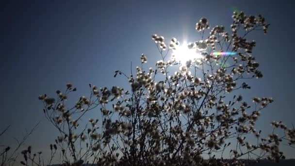 태양은 푹신푹신 식물의 가지를 지나가는데 그것은 아름다운 경관이다 우크라 — 비디오