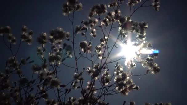 太陽は ふわふわの植物の枝 野生の自然の美しい風景を通ってその道を行きます ウクライナ — ストック動画