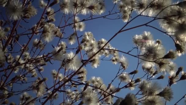 Ήλιος Περνάει Μέσα Από Ένα Κλαδί Αφράτου Φυτού Ένα Όμορφο — Αρχείο Βίντεο