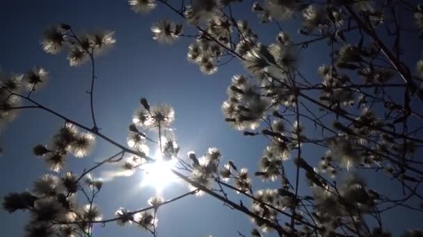Sun Makes Its Way Branch Fluffy Plant Beautiful Landscape Wild — Stock Video