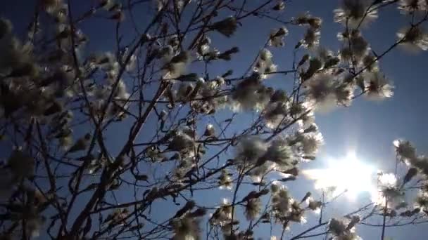 太陽は ふわふわの植物の枝 野生の自然の美しい風景を通ってその道を行きます ウクライナ — ストック動画