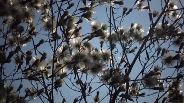 太阳穿过毛茸茸的植物的枝条 那是大自然美丽的风景 乌克兰 — 图库视频影像