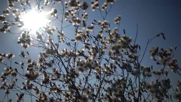 Sol Abre Paso Través Una Rama Una Planta Esponjosa Hermoso — Vídeos de Stock