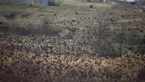 Stado Czarnych Szpaków Ptaki Sturnus Vulgaris Muchy Niebie Gromadząc Różne — Wideo stockowe