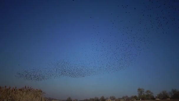 Bando Pássaros Estrelados Negros Sturnus Vulgaris Voa Céu Reunindo Várias — Vídeo de Stock