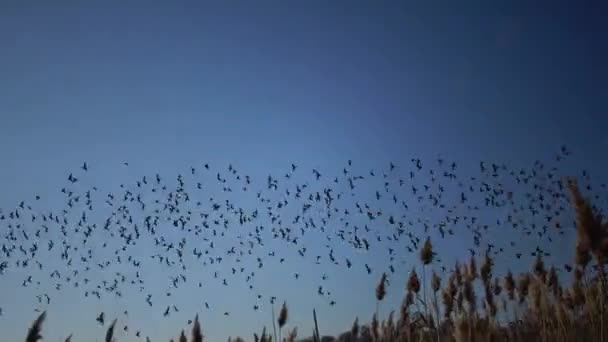 Een Zwerm Zwarte Spreeuwen Sturnus Vulgaris Vliegt Lucht Verzamelt Verschillende — Stockvideo