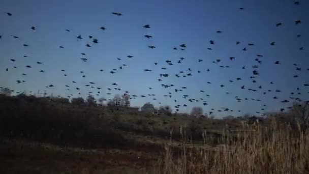 空を飛ぶ黒い鳥の群れ ストゥルヌス ヴァルガリス 空に様々な人物を集めて — ストック動画