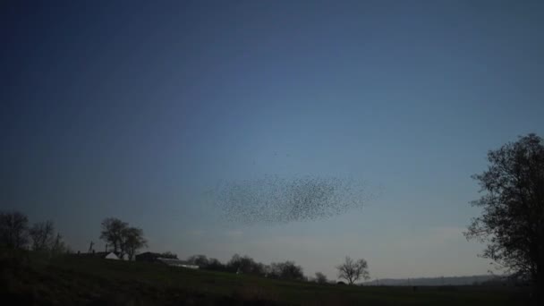空を飛ぶ黒い鳥の群れ ストゥルヌス ヴァルガリス 空に様々な人物を集めて — ストック動画