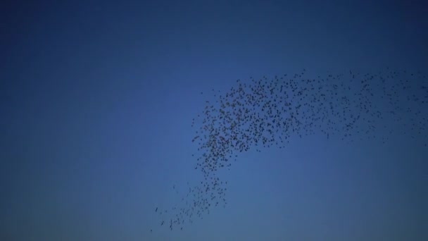 Stado Czarnych Szpaków Ptaki Sturnus Vulgaris Muchy Niebie Gromadząc Różne — Wideo stockowe