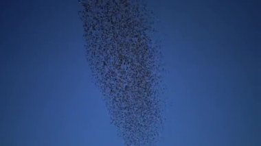 Kara sığırcık kuşu sürüsü (Sturnus vulgaris) gökyüzünde uçar ve gökyüzünde çeşitli figürler toplar.