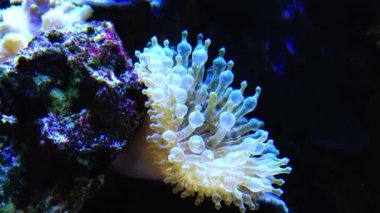 Deniz şakayığı deniz akvaryumunda