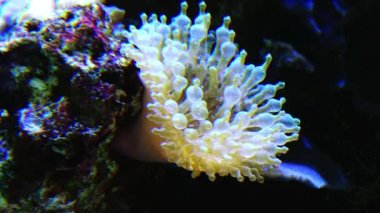 Deniz şakayığı deniz akvaryumunda