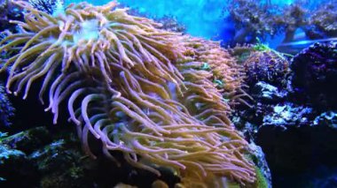 Balıklarla simbiyoz, deniz akvaryumundaki büyük deniz şakayıklarının dokunaçları, tropikal resif balıklı bir akvaryumda makro fotoğrafçılık.