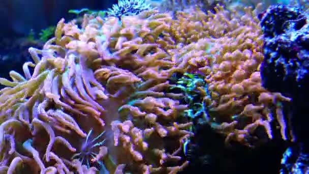 Simbiosis Con Peces Tentáculos Anémona Marina Acuario Marino Macrofotografía Acuario — Vídeo de stock