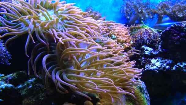 Symbios Med Fisk Tentakler Stor Havsanemon Ett Marint Akvarium Makrofotografier — Stockvideo