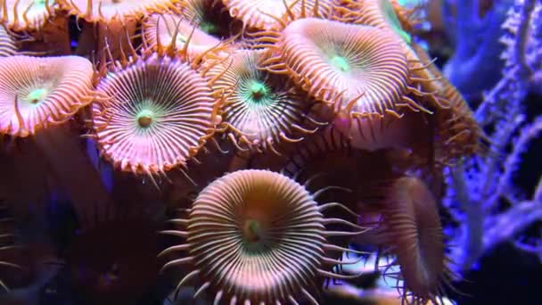 Többszínű Korallok Protopalythoa Zoanthus Palythoa Tengeri Akváriumban — Stock videók