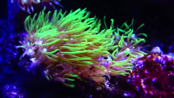 Symbiosis Fish Tentacles Large Sea Anemone Marine Aquarium Macro Photography — Stock Video