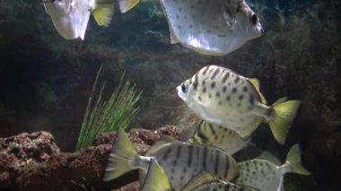 Selenotoca multifasciata, ya da benekli dışkı, gümüş dışkı, çizgili kelebek balığı ya da çubuklu dışkı.