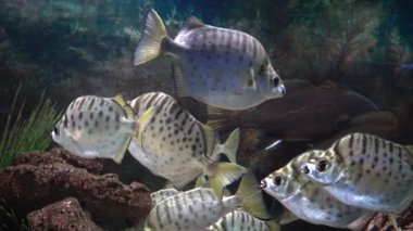 Selenotoca multifasciata, ya da benekli dışkı, gümüş dışkı, çizgili kelebek balığı ya da çubuklu dışkı.