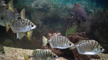 Selenotoca multifasciata, ya da benekli dışkı, gümüş dışkı, çizgili kelebek balığı ya da çubuklu dışkı.
