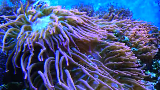与鱼共生 海洋水族馆中大型海葵触须 热带珊瑚礁鱼水族馆中的宏观摄影 — 图库视频影像