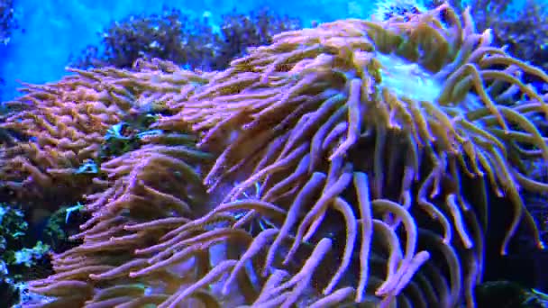 Symbiose Avec Des Poissons Tentacules Grande Anémone Mer Dans Aquarium — Video