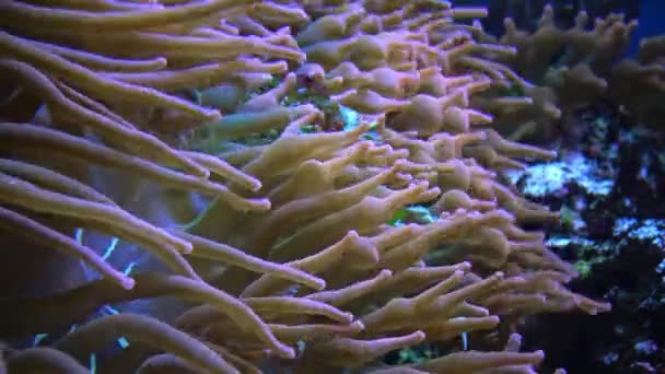 Symbios Med Fisk Tentakler Stor Havsanemon Ett Marint Akvarium Makrofotografier — Stockvideo