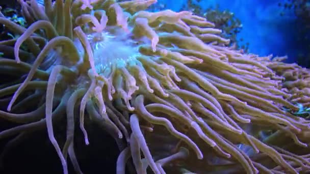 魚との共生 海洋水族館の大型イソギンチャクの触手 熱帯サンゴ礁魚水族館のマクロ写真 — ストック動画