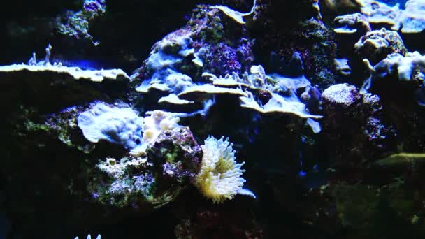 海洋水族馆中的海葵 — 图库视频影像