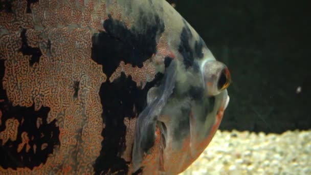 Аквариум Пресной Водой Макро Сторона Большой Рыбы Fotus Ocellatus — стоковое видео