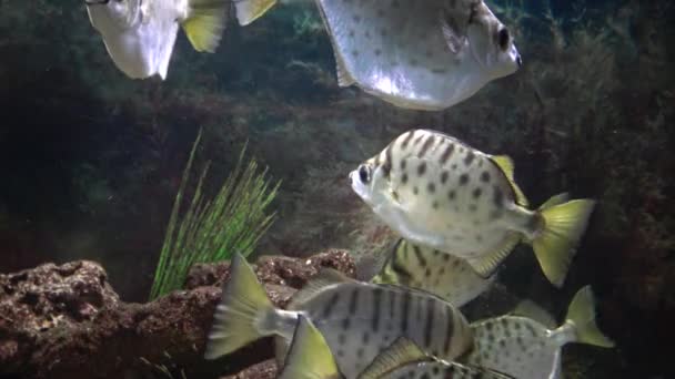 Selenotoca Multifasciata Scat Maculato Scat Argento Pesce Farfalla Striato Scat — Video Stock