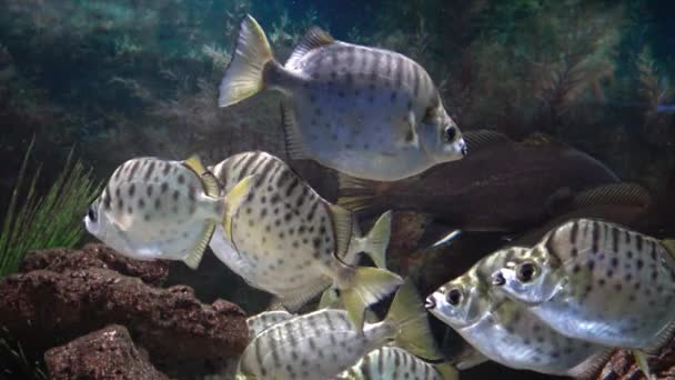 Selenotoca Multifasciata Les Excréments Tachetés Les Excréments Argentés Les Poissons — Video