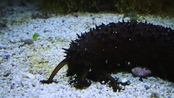 Holothurie Dans Aquarium Marin Tentacules Recueille Nourriture Sur Sable — Video