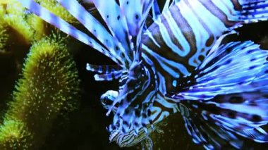 Deniz akvaryumunda tehlikeli bir aslan balığı.