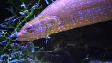 Yaygın ling (Molva sp.) ve Sarcophyton Sp. Deniz akvaryumunda.