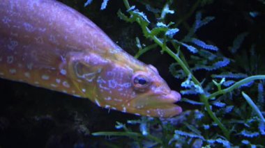 Yaygın ling (Molva sp.) ve Sarcophyton Sp. Deniz akvaryumunda.