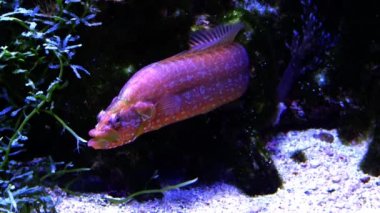 Yaygın ling (Molva sp.) ve Sarcophyton Sp. Deniz akvaryumunda.