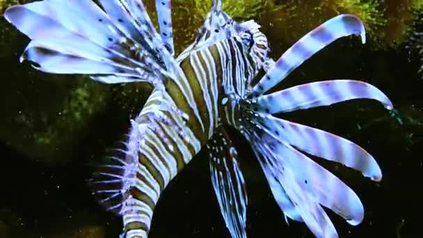 Dangerous Poisonous Lion Fish Marine Aquarium — Stock Video