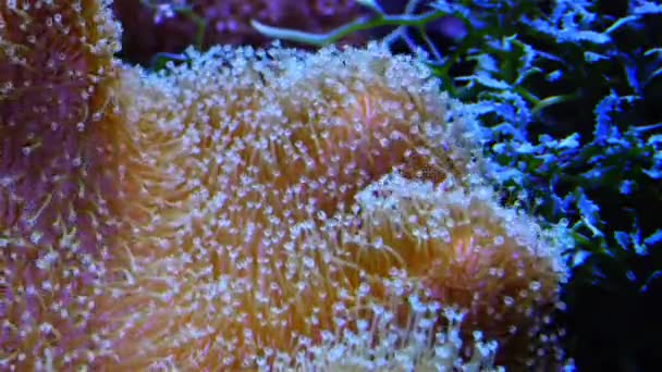 Симбиоз Рыбой Щупальца Большого Морского Анемона Морском Аквариуме Макросъемка Аквариуме — стоковое видео