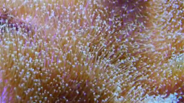 Symbiose Met Vissen Tentakels Van Grote Zeeanemoon Een Zeeaquarium Macro — Stockvideo